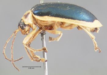 Media type: image; Entomology 17539   Aspect: habitus lateral view